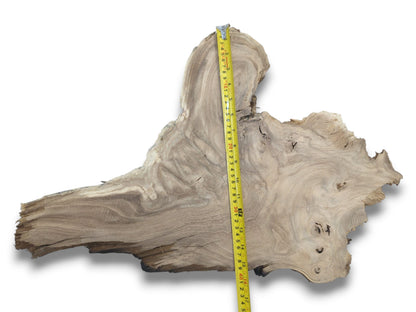 From above, a yellow ruler measures a root section with undulating grain and small knots.