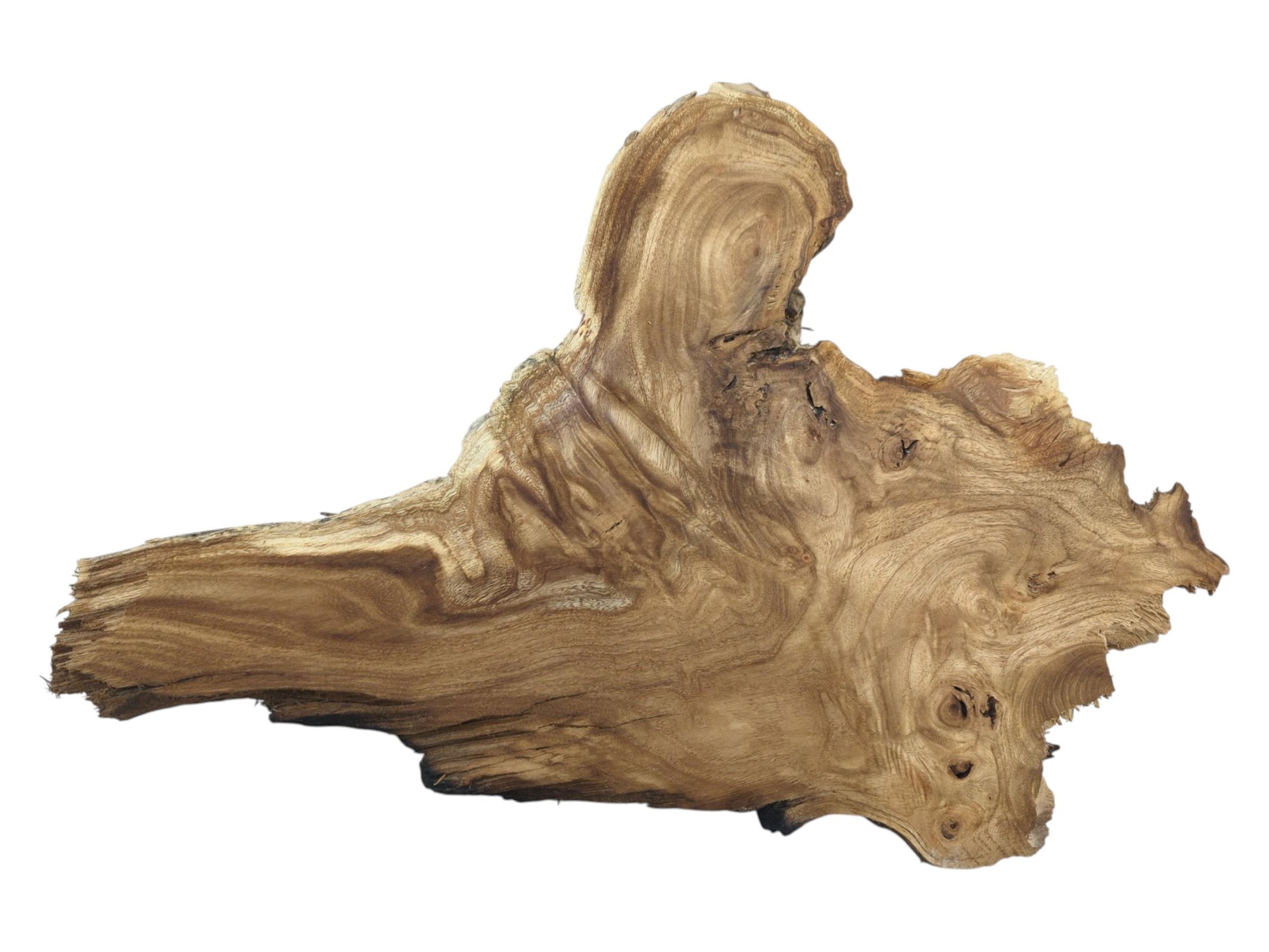 A golden-brown timber section displays flowing lines, clustered burls, and a jagged natural border.