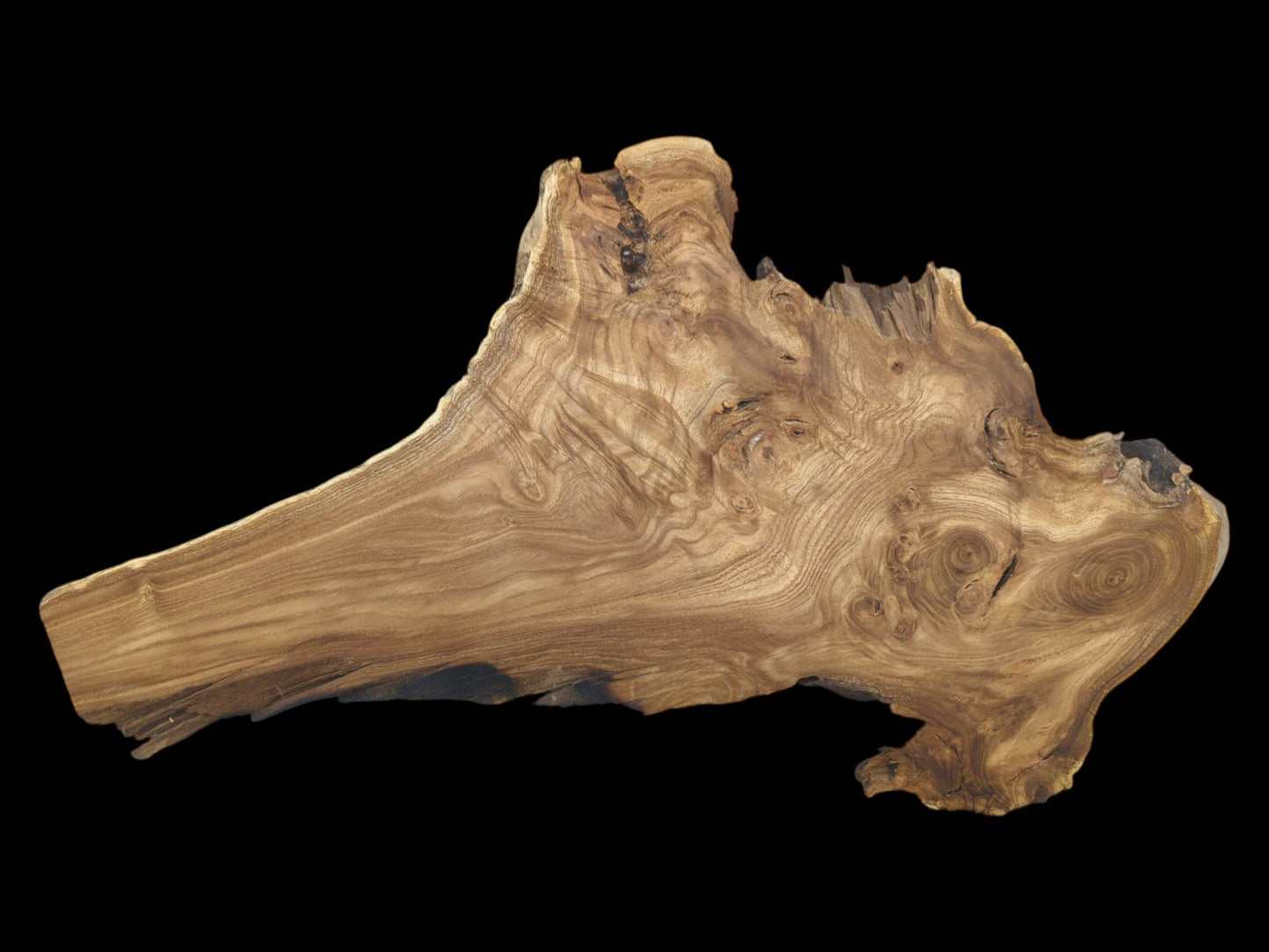 A root section displays dramatic, undulating grain patterns and a rough, naturally formed perimeter.