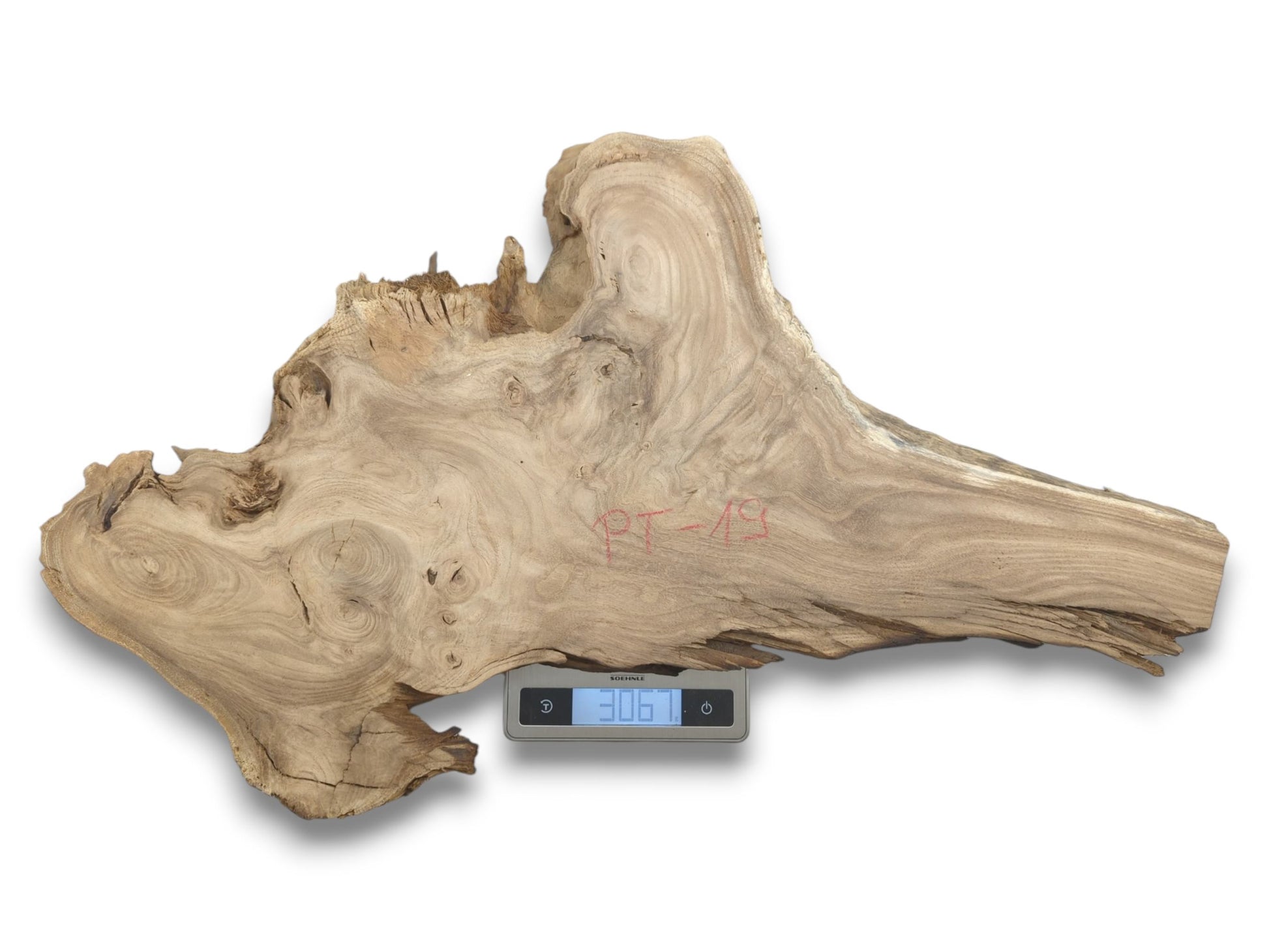 A wide, burled timber slab with swirling grain and a rough, natural edge sits on a scale.