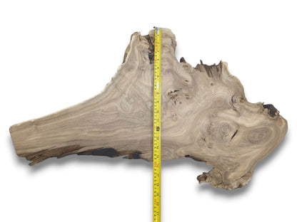 A measuring tape bisects a tapered timber section, revealing its undulating grain and knotty surface.