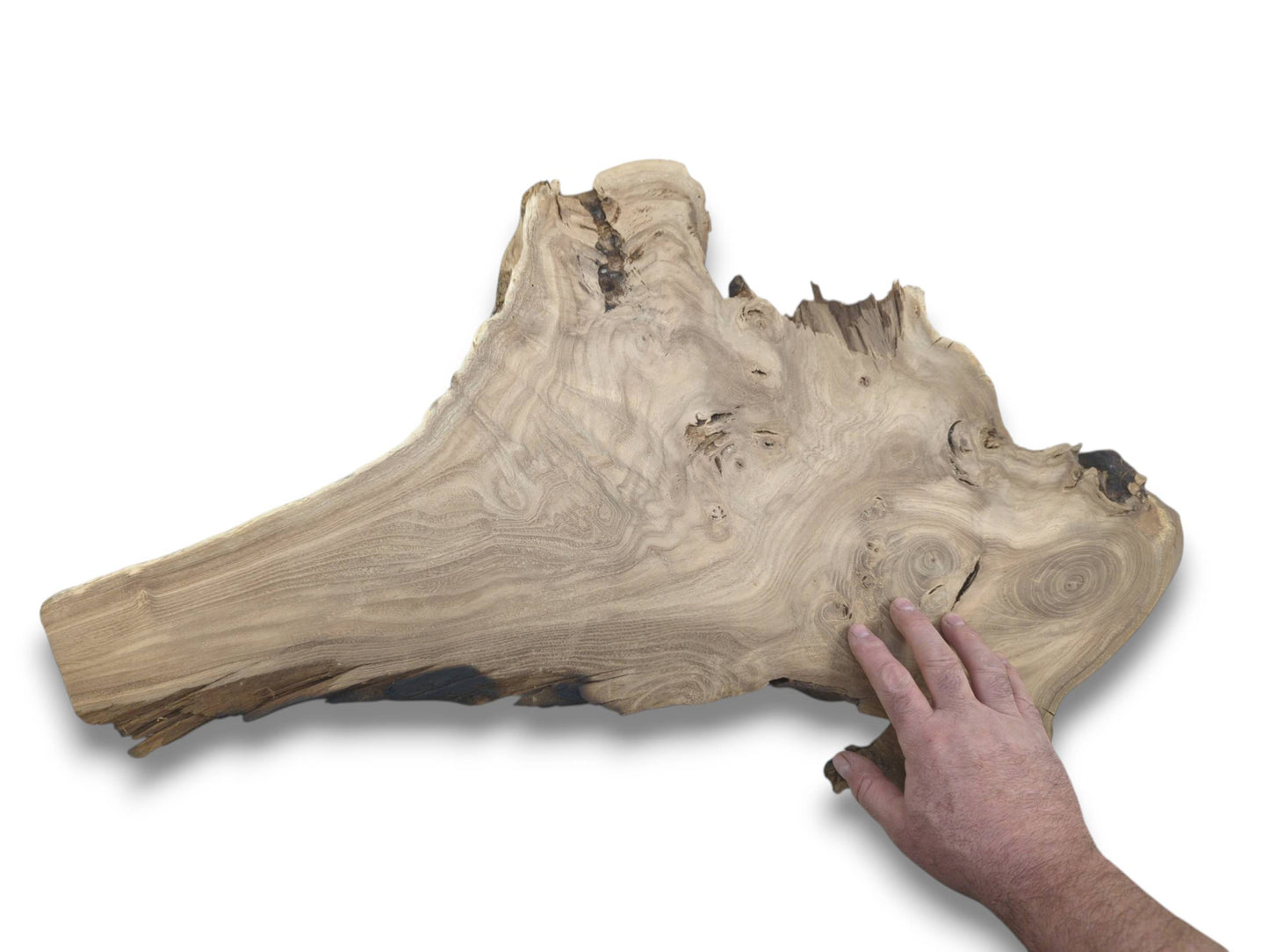 A hand rests on a wide, unfinished timber piece showing contoured grain and burl eyes.