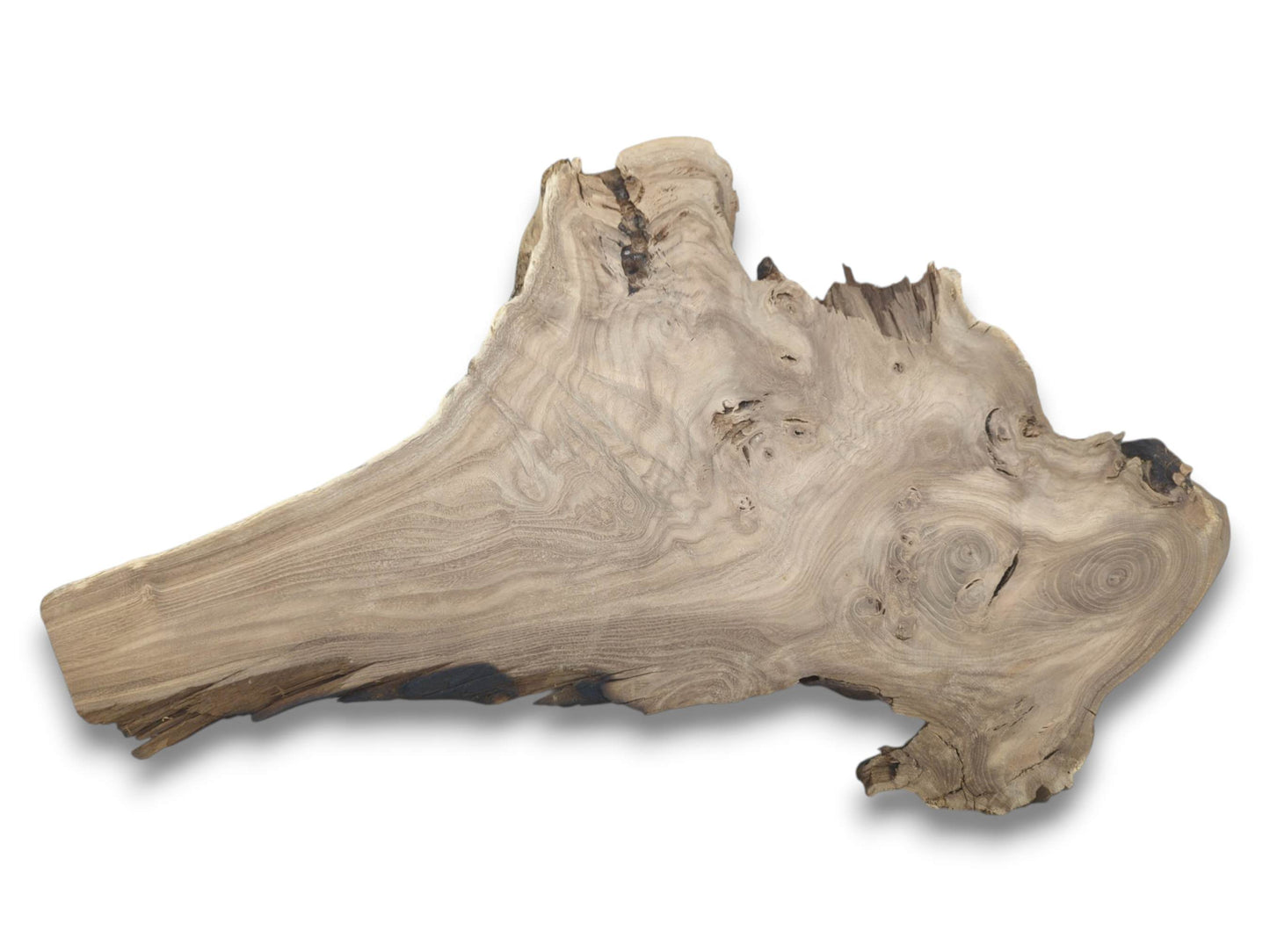 An overhead view of a light-hued timber piece with contoured figuring and a craggy edge.