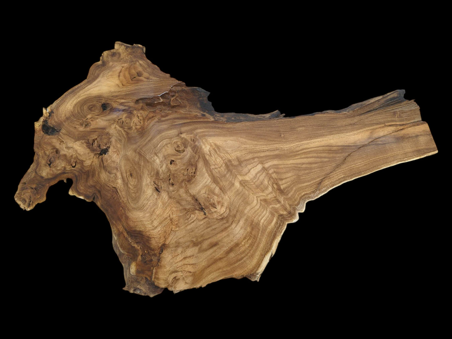 A hardwood slab displays dense, swirling burls that straighten into a parallel grain pattern.