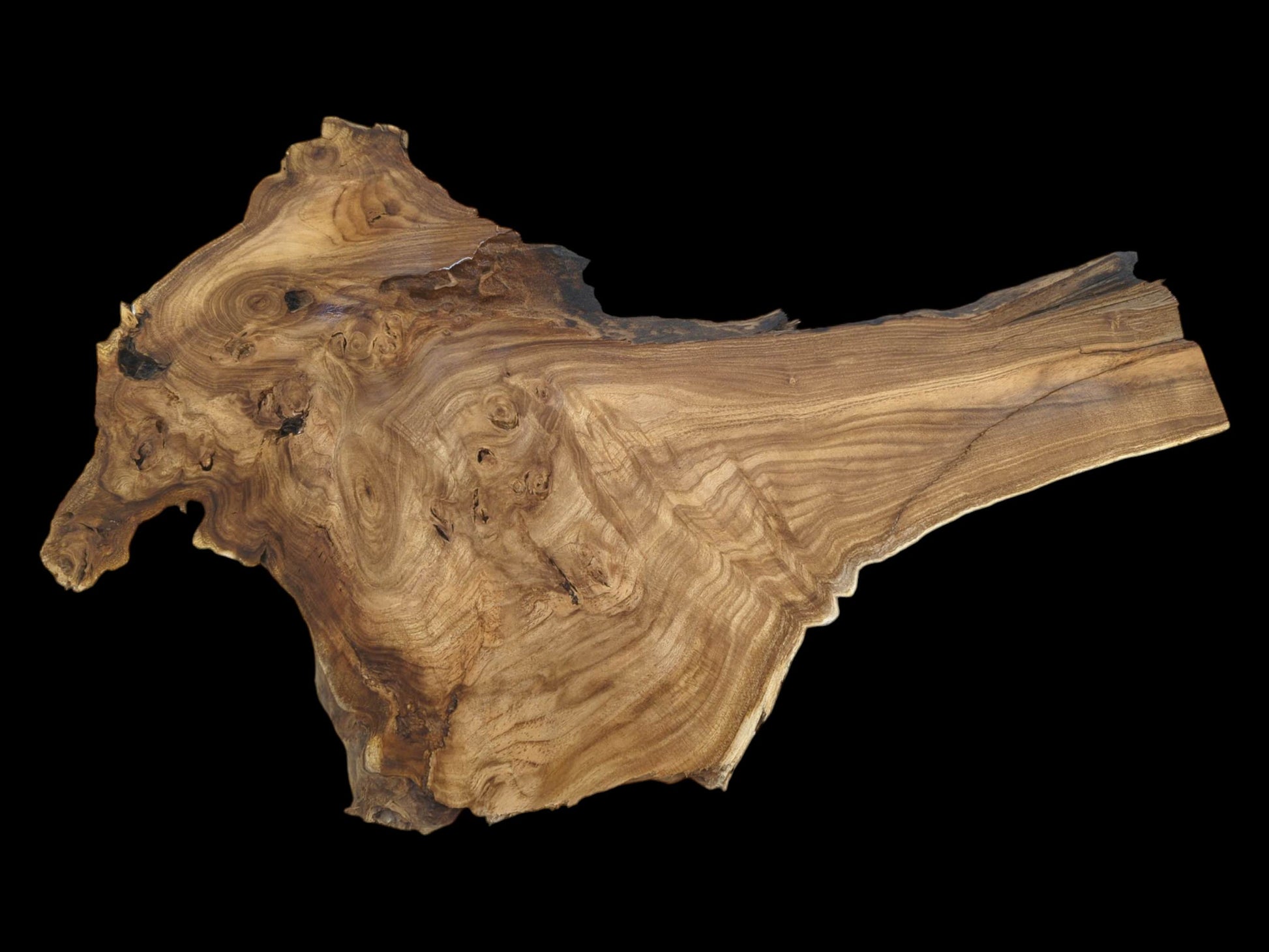 A hardwood slab displays dense, swirling burls that straighten into a parallel grain pattern.
