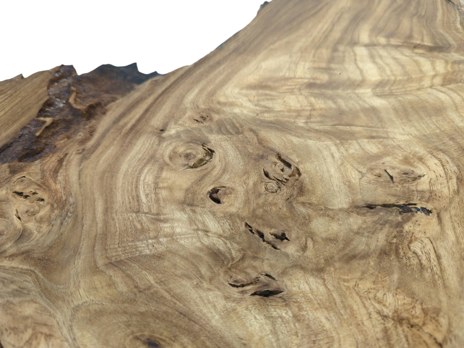 Numerous small, hollow burls are scattered across a hardwood slab with a swirling grain.