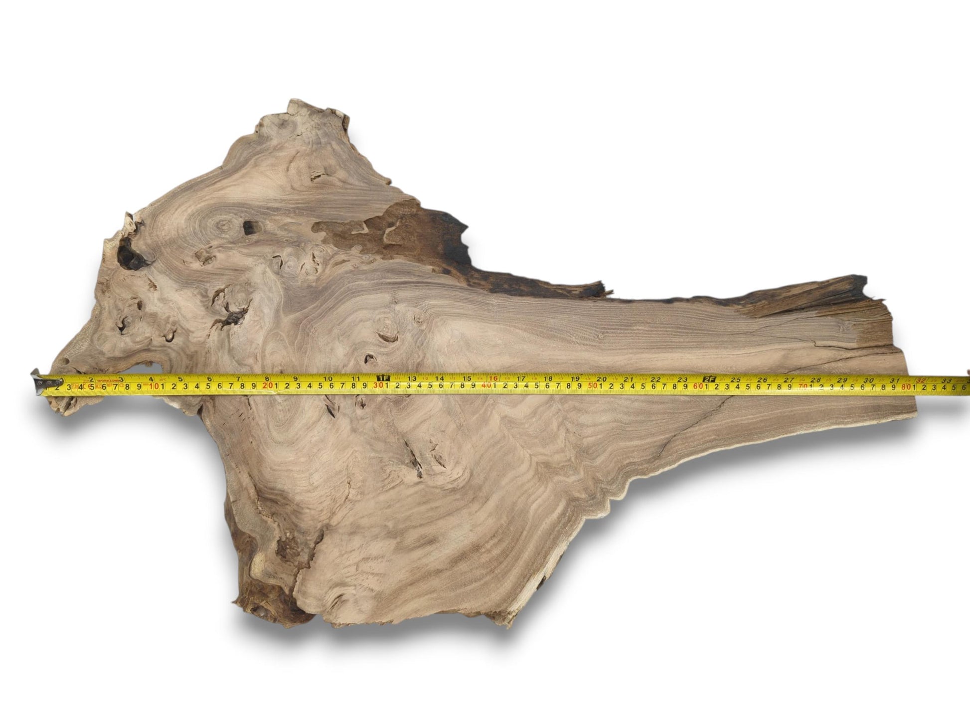 A yellow measuring tape is stretched across a raw, burled slab with undulating grain and voids.