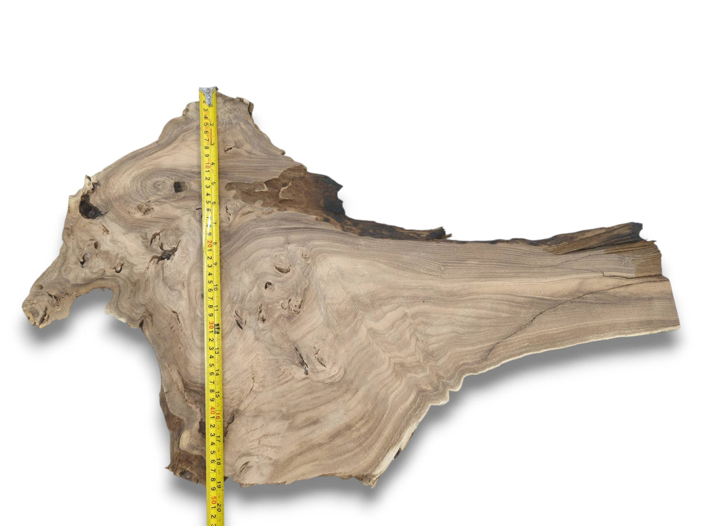 A yellow ruler measures a gnarled hardwood piece with a dark edge and sweeping grain.