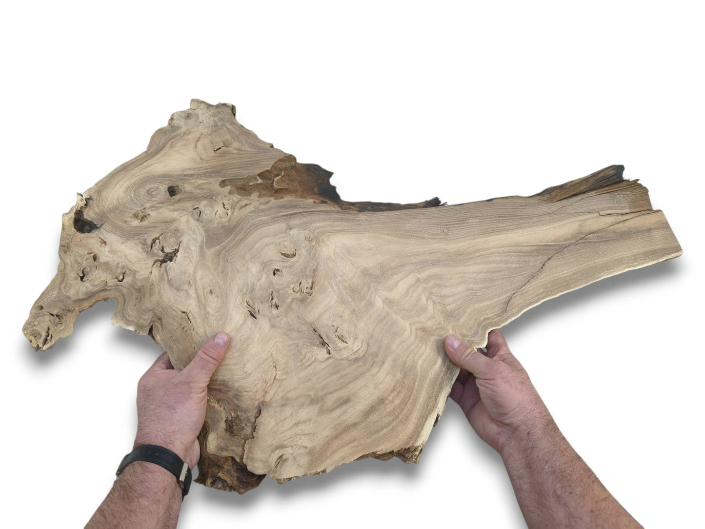 Two hands present a raw timber slab with flowing, contoured grain and scattered natural voids.