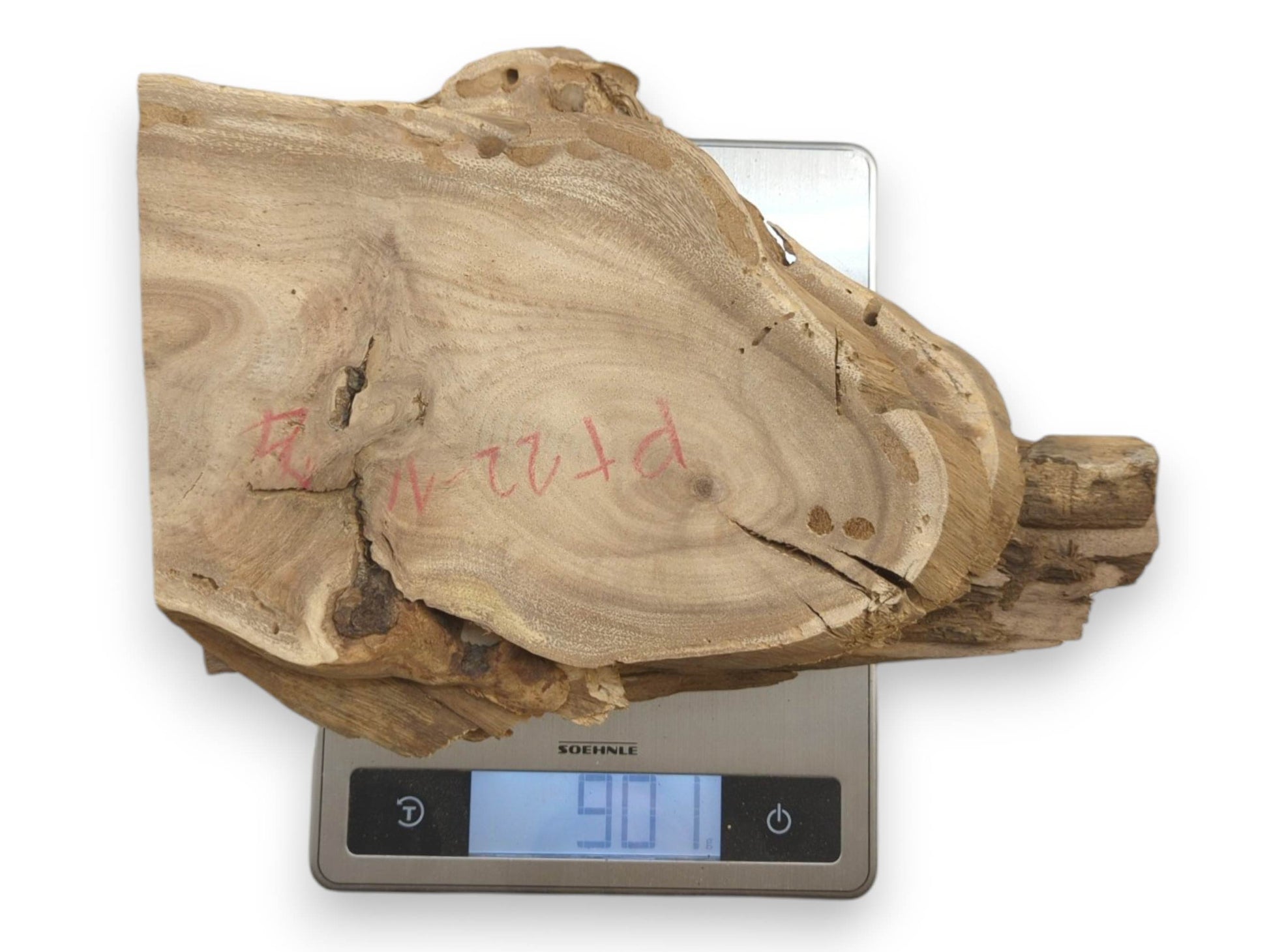A light brown Japanese Pagoda Tree root wood slice on a digital scale.