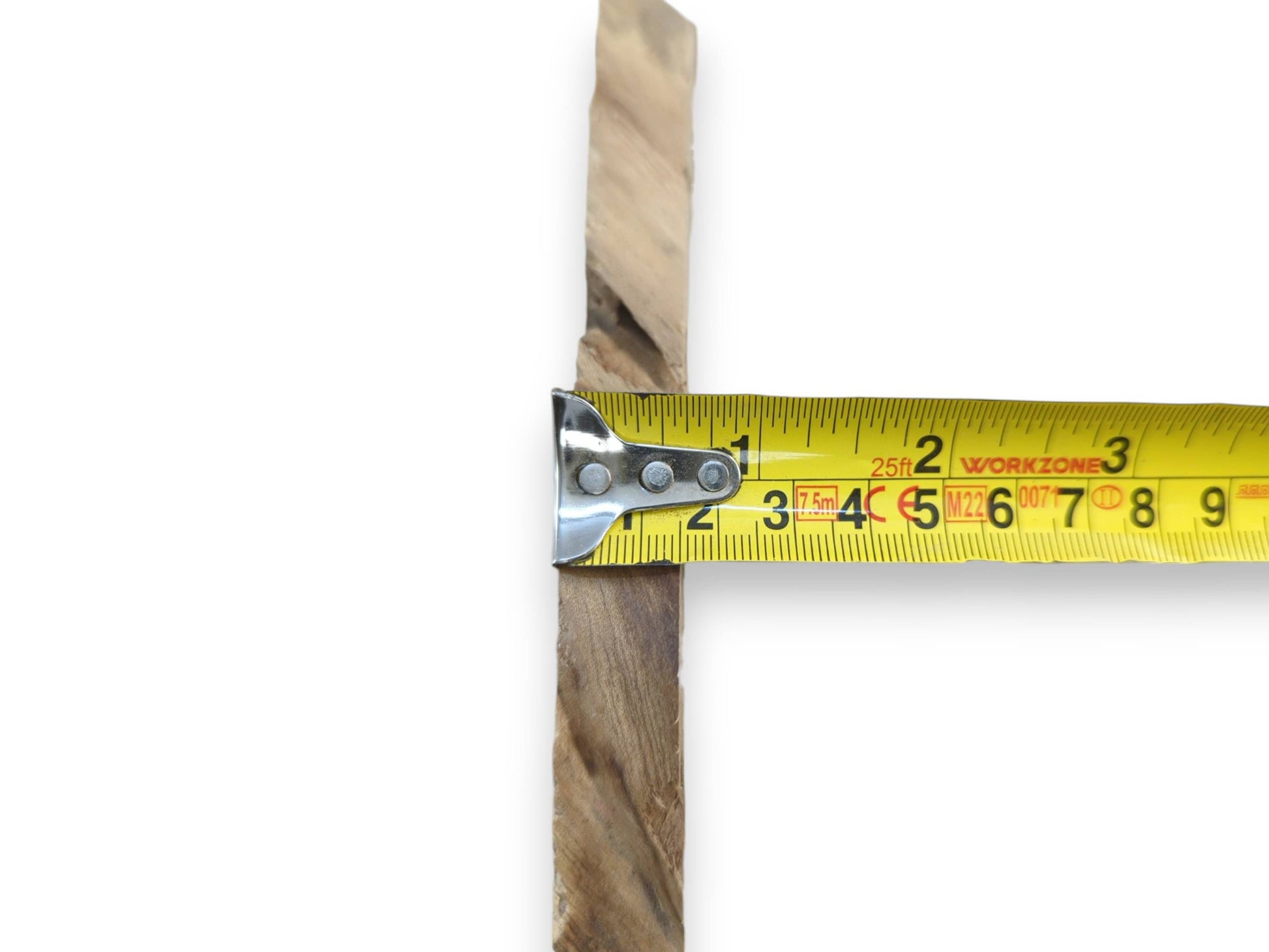A yellow measuring tape shows the width of a light brown Japanese Pagoda Tree root wood slice.
