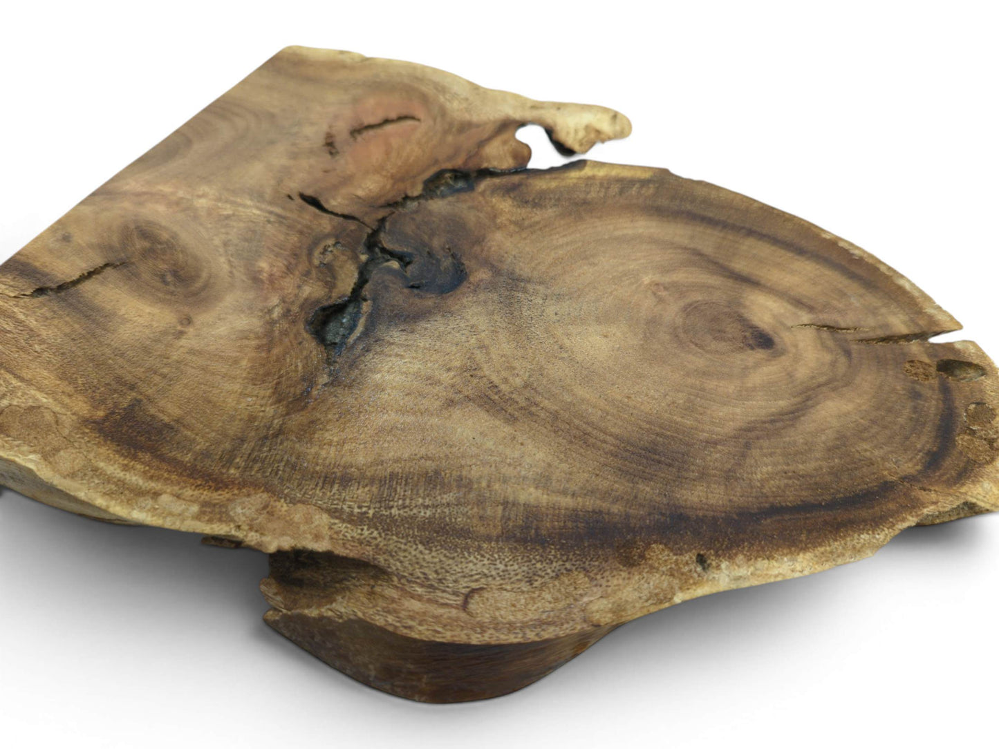 Close-up of a single Japanese Pagoda Tree root wood slice with natural live edges and cracks.
