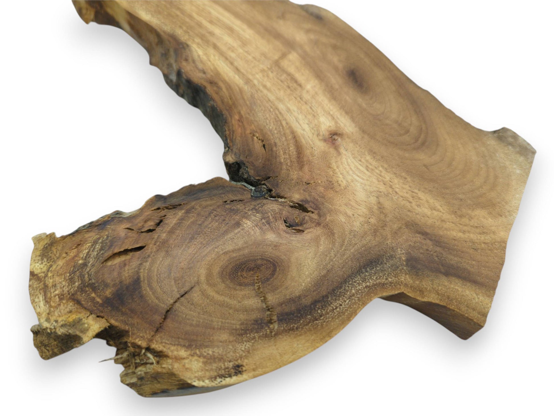 A single, light brown Japanese Pagoda Tree root wood slice with natural live edges.