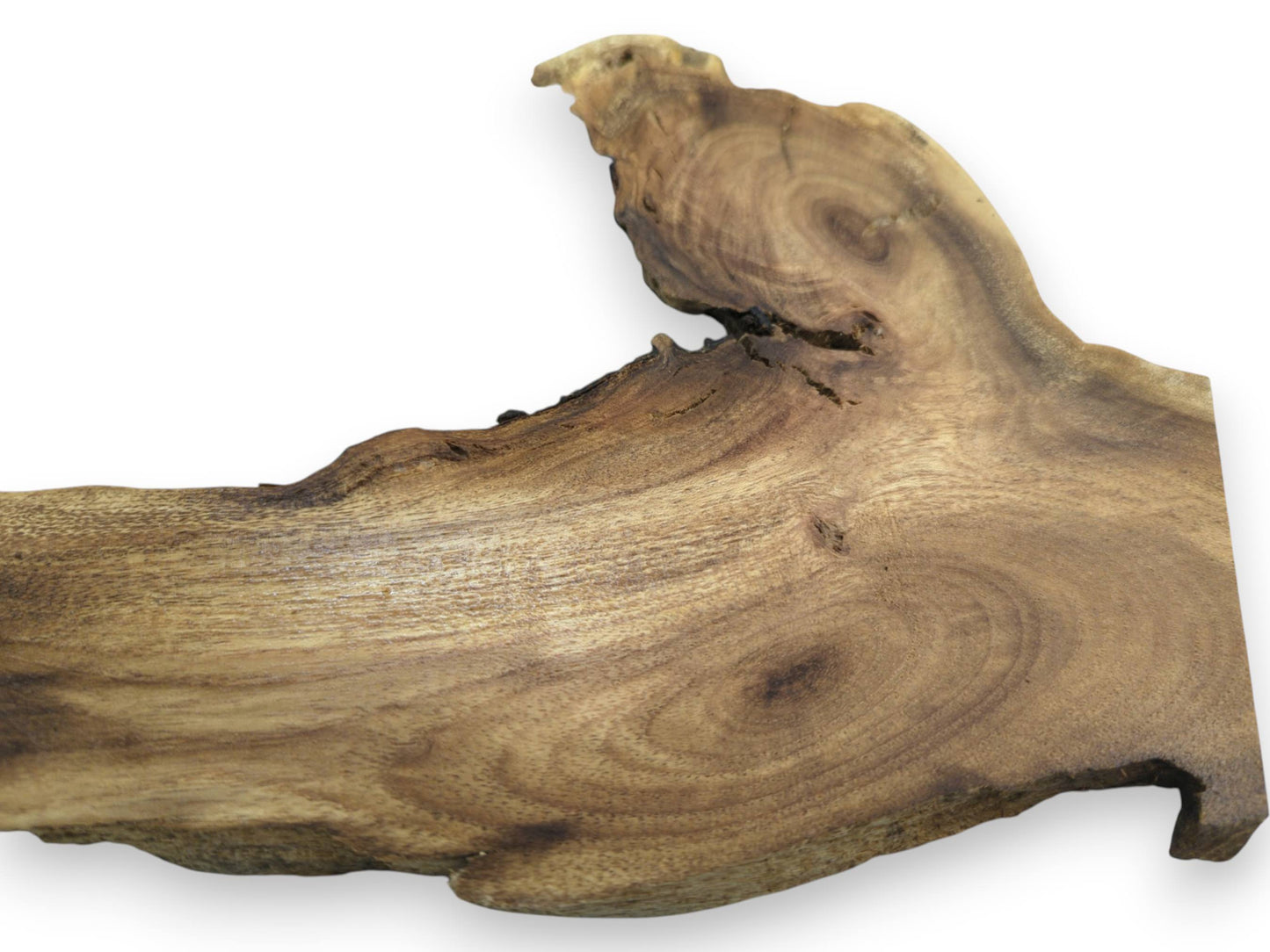Close-up of a single, light brown Japanese Pagoda Tree root wood slice with natural live edges.