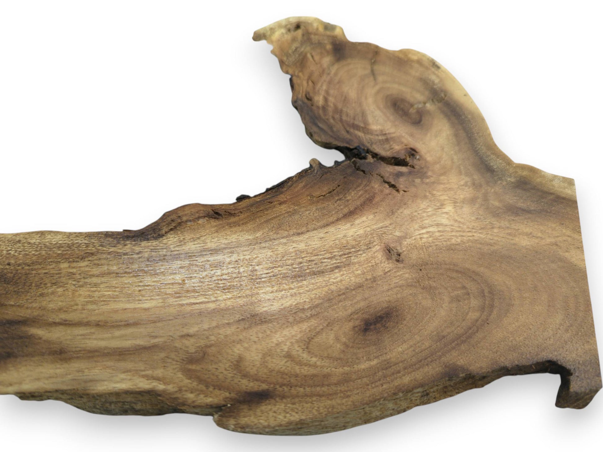 Close-up of a single, light brown Japanese Pagoda Tree root wood slice with natural live edges.