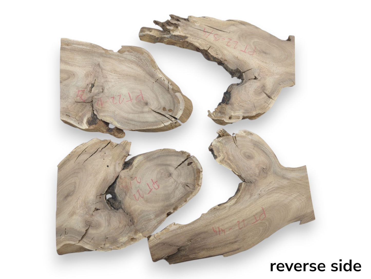 Four light brown Japanese Pagoda Tree root wood slices with natural live edges and cracks.