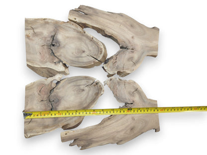 Four light brown Japanese Pagoda Tree root wood slices with natural live edges and cracks.