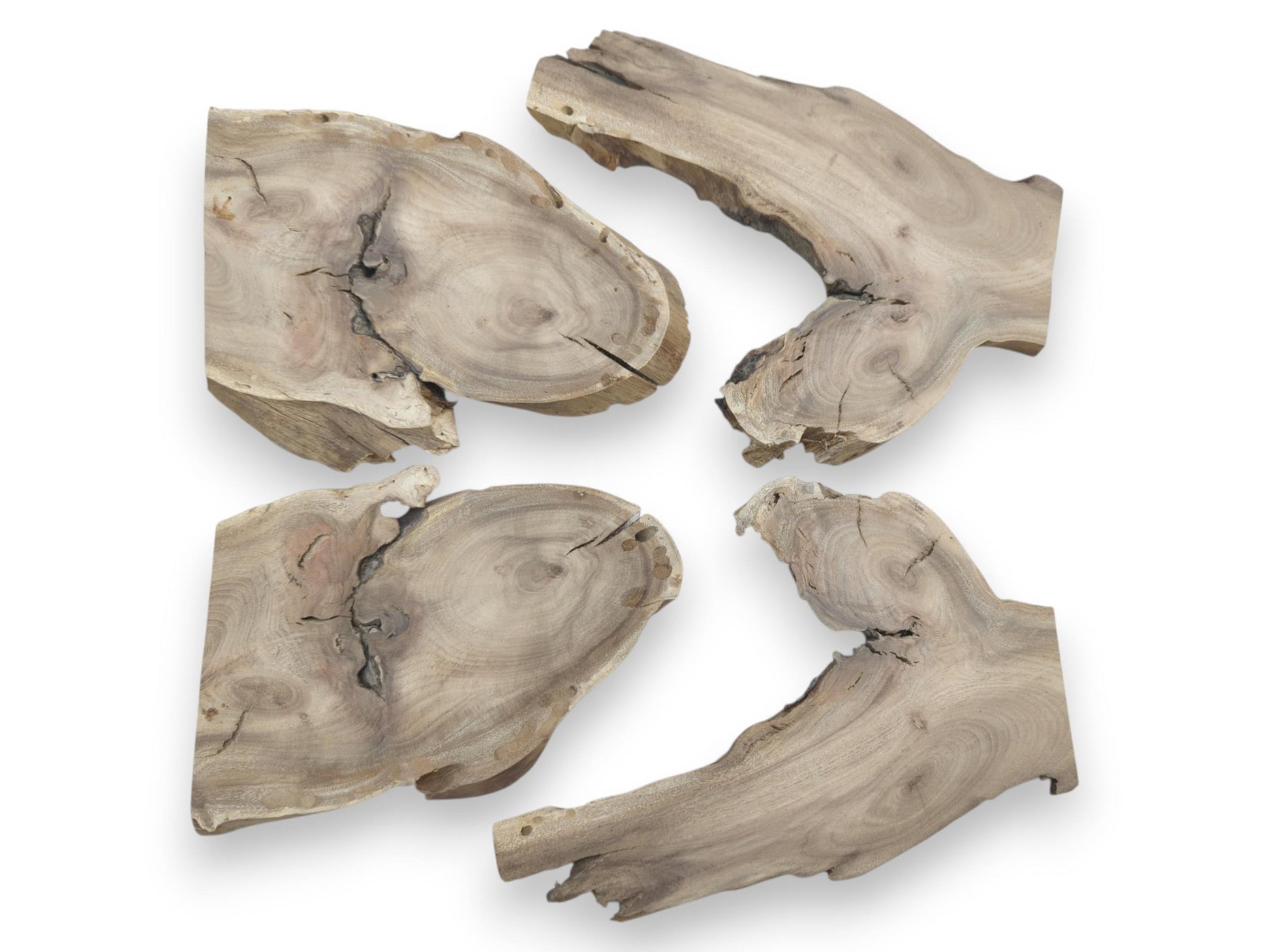 Four irregularly shaped Japanese Pagoda Tree root wood slices with visible cracks and natural grain.