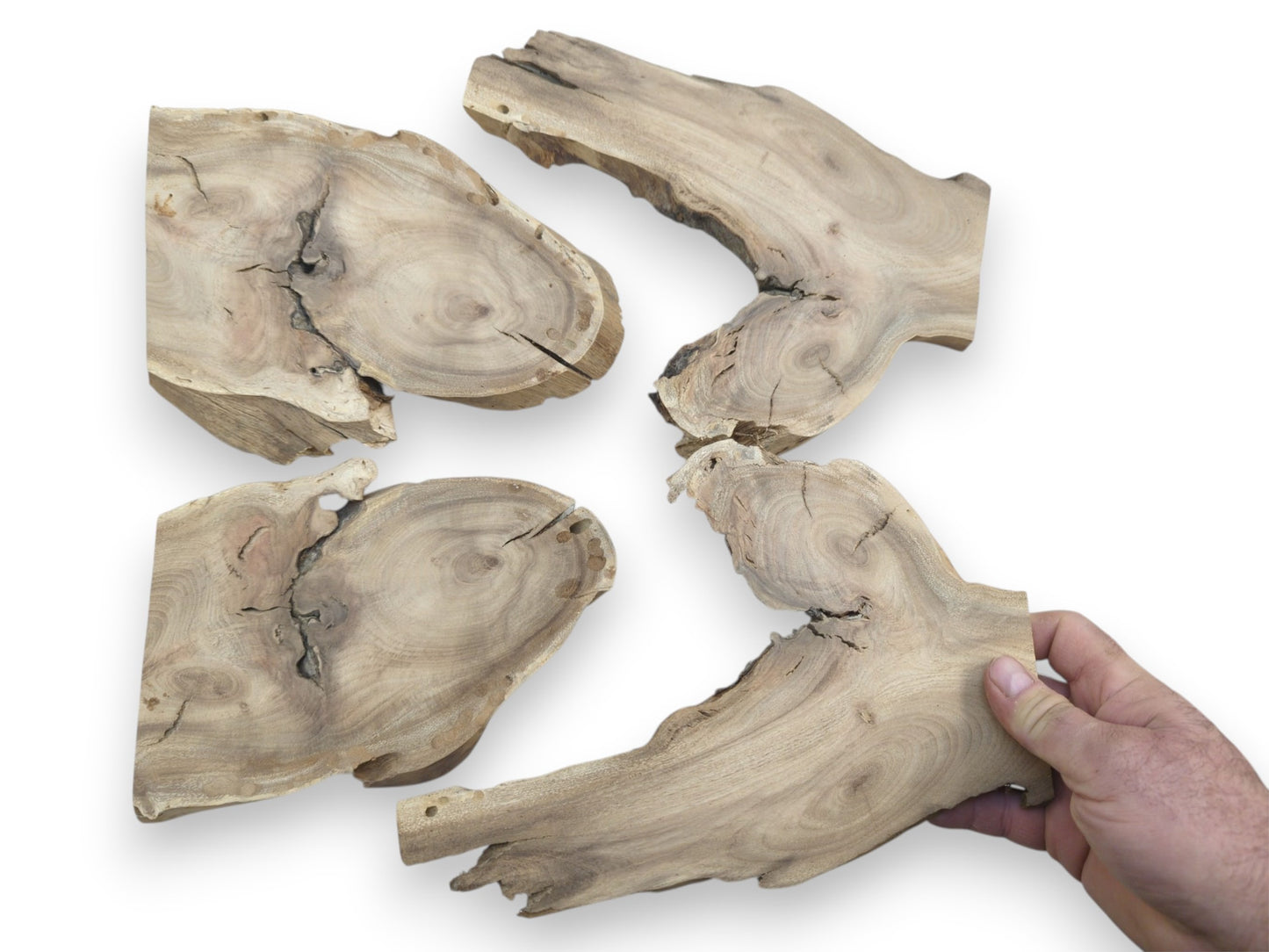 Four light brown Japanese Pagoda Tree root wood slices with natural live edges and cracks.