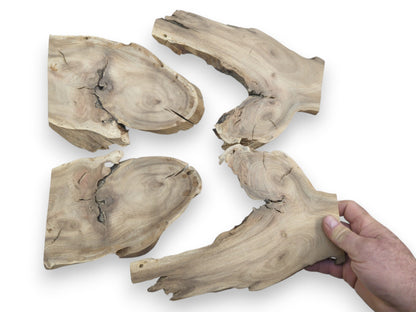 Four light brown Japanese Pagoda Tree root wood slices with natural live edges and cracks.