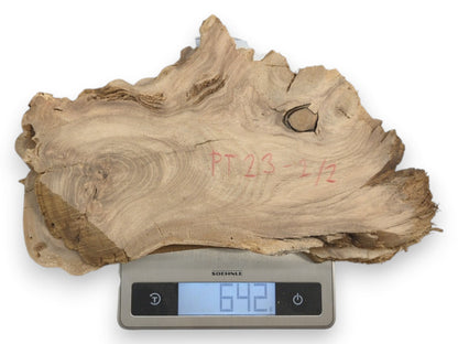 A light brown Japanese Pagoda Tree root slice with swirling grain on a digital scale.