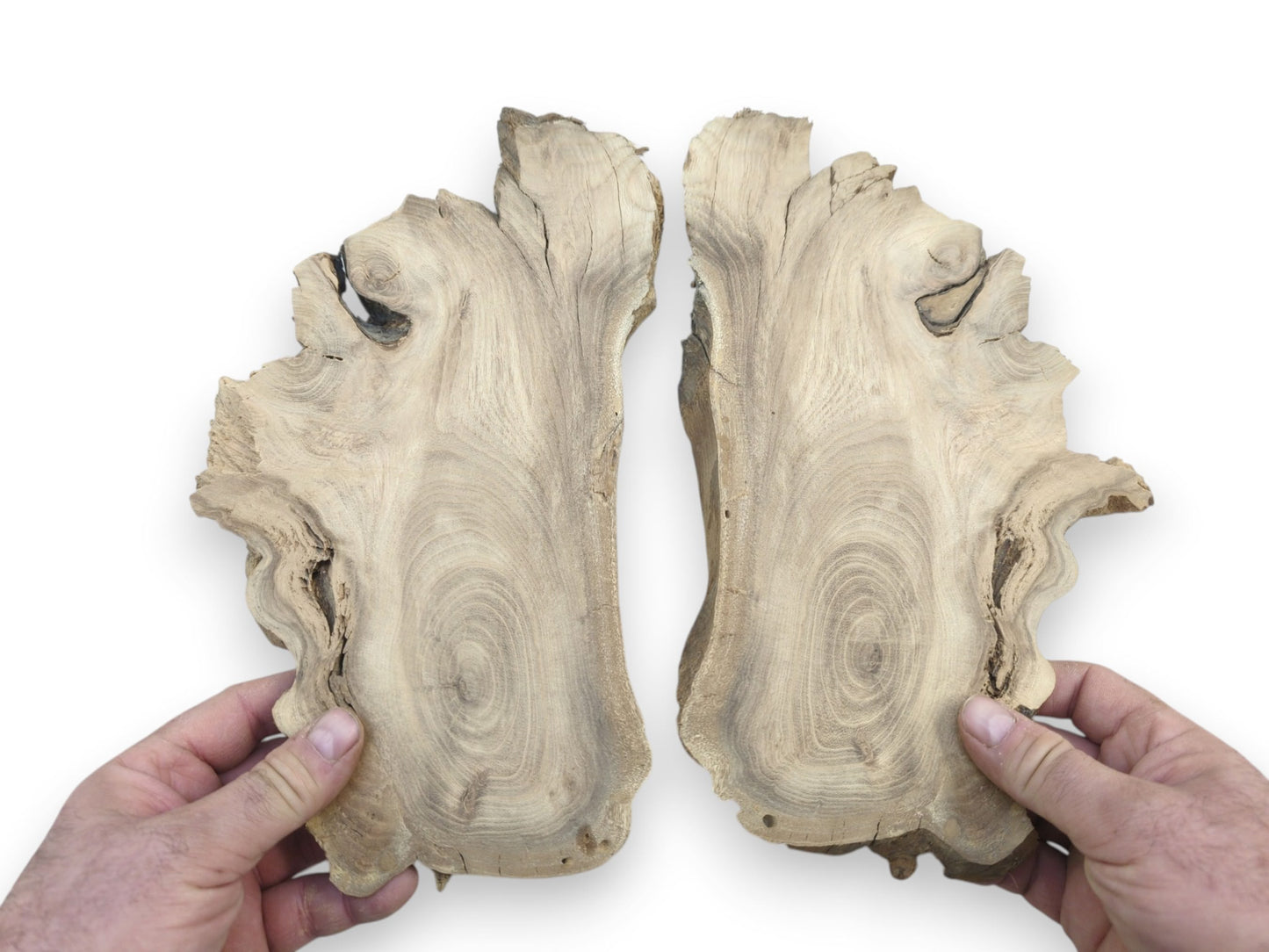 Two hands hold up bookmatched Japanese Pagoda Tree root slices with live edges and prominent grain.