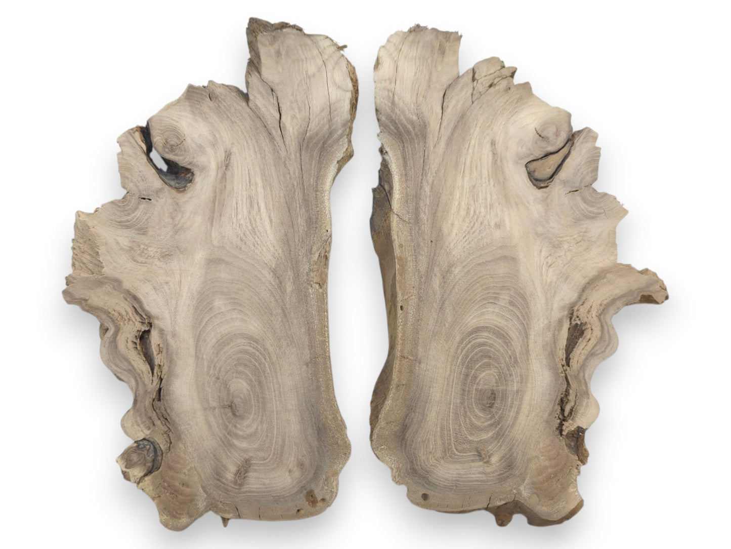 Two bookmatched Japanese Pagoda Tree root slices with swirling grain and live edges.