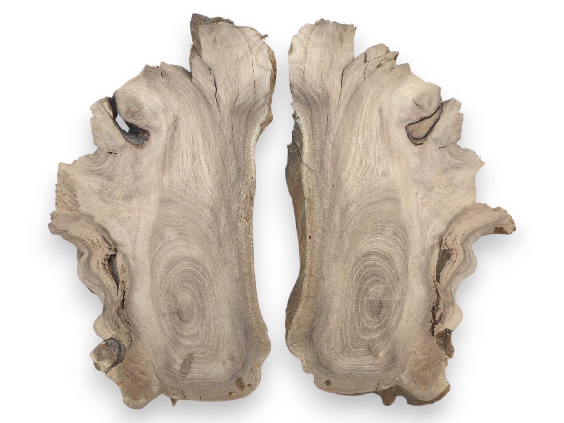 Two bookmatched Japanese Pagoda Tree root slices with swirling grain and live edges.