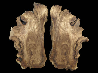 Two bookmatched Japanese Pagoda Tree root slices with live edges and prominent wood grain.