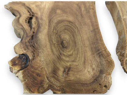 Close-up of a Japanese Pagoda Tree root slice with prominent circular grain and natural live edge.