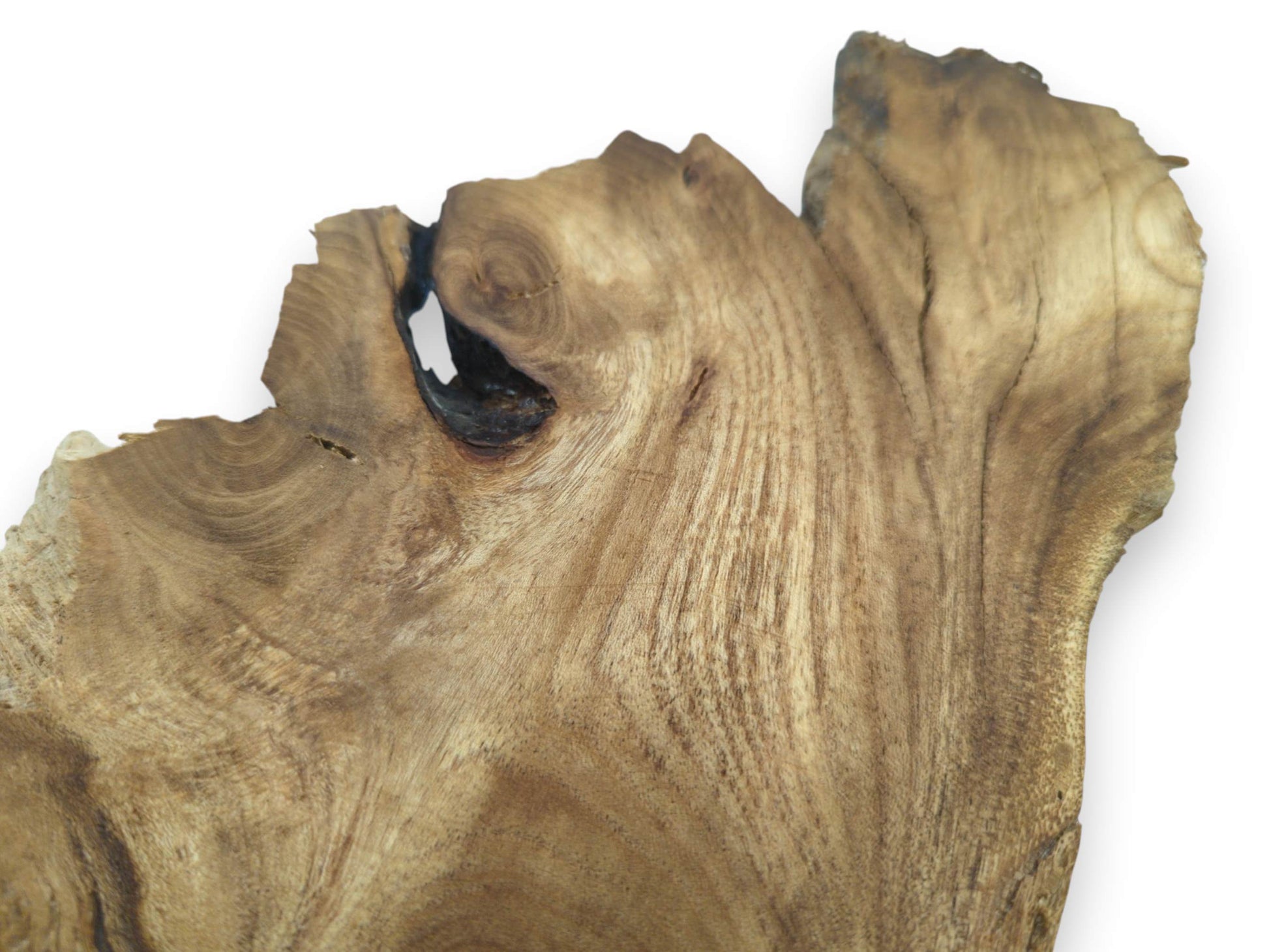 Close-up of a Japanese Pagoda Tree root slice with a prominent knot and live edge.