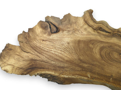 Close-up of a Japanese Pagoda Tree root slice with a prominent knot and swirling grain.