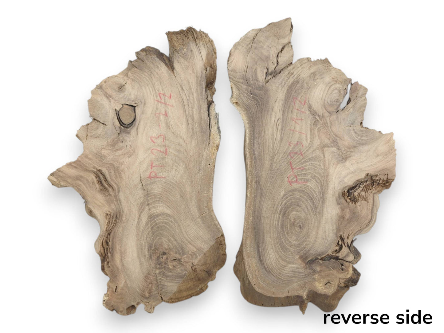 Reverse side of two bookmatched Japanese Pagoda Tree root slices with natural edges and grain.