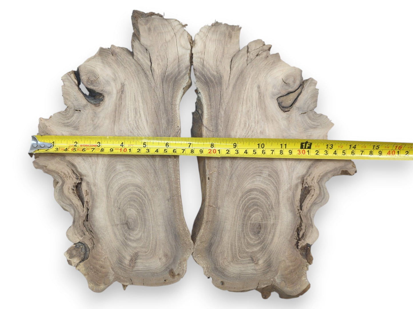 Two bookmatched Japanese Pagoda Tree root slices with a measuring tape showing their width.