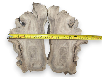 Two bookmatched Japanese Pagoda Tree root slices with a measuring tape showing their width.