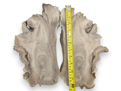 Two bookmatched Japanese Pagoda Tree root slices with swirling grain and live edges.