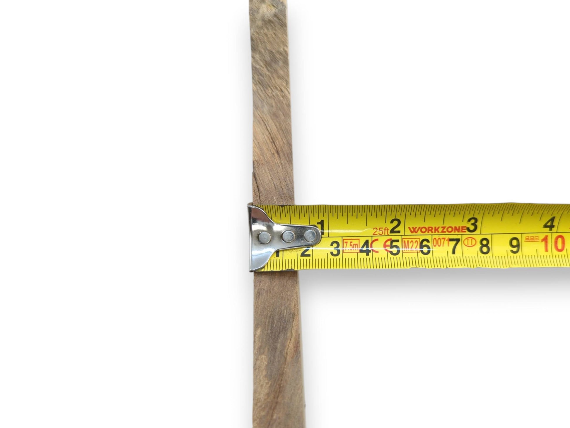 A measuring tape shows the width of a Japanese Pagoda Tree root slice with a live edge.