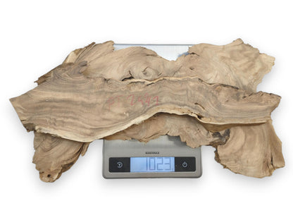 Multiple Japanese Pagoda tree root slices with natural live edges on a digital scale.