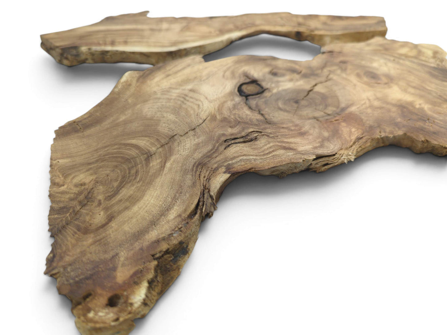 Two untreated Japanese Pagoda tree root slices with natural edges, rich grain, and knots.