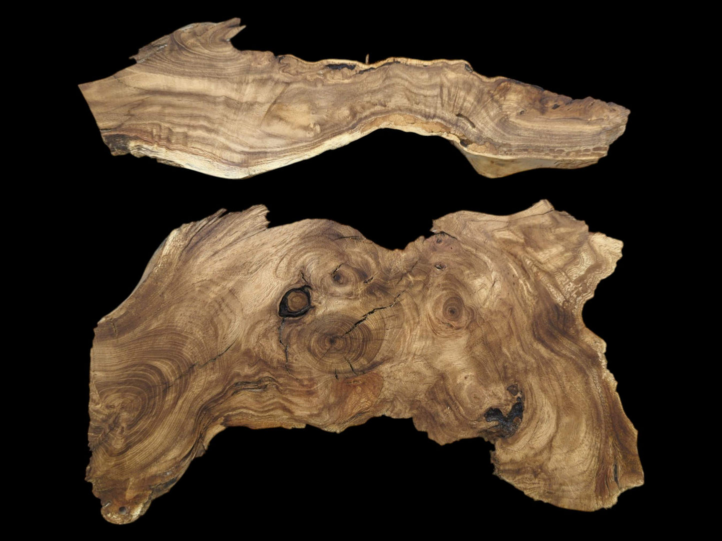 Two live edge Japanese Pagoda tree root slices with natural edges, rich grain, and knots.