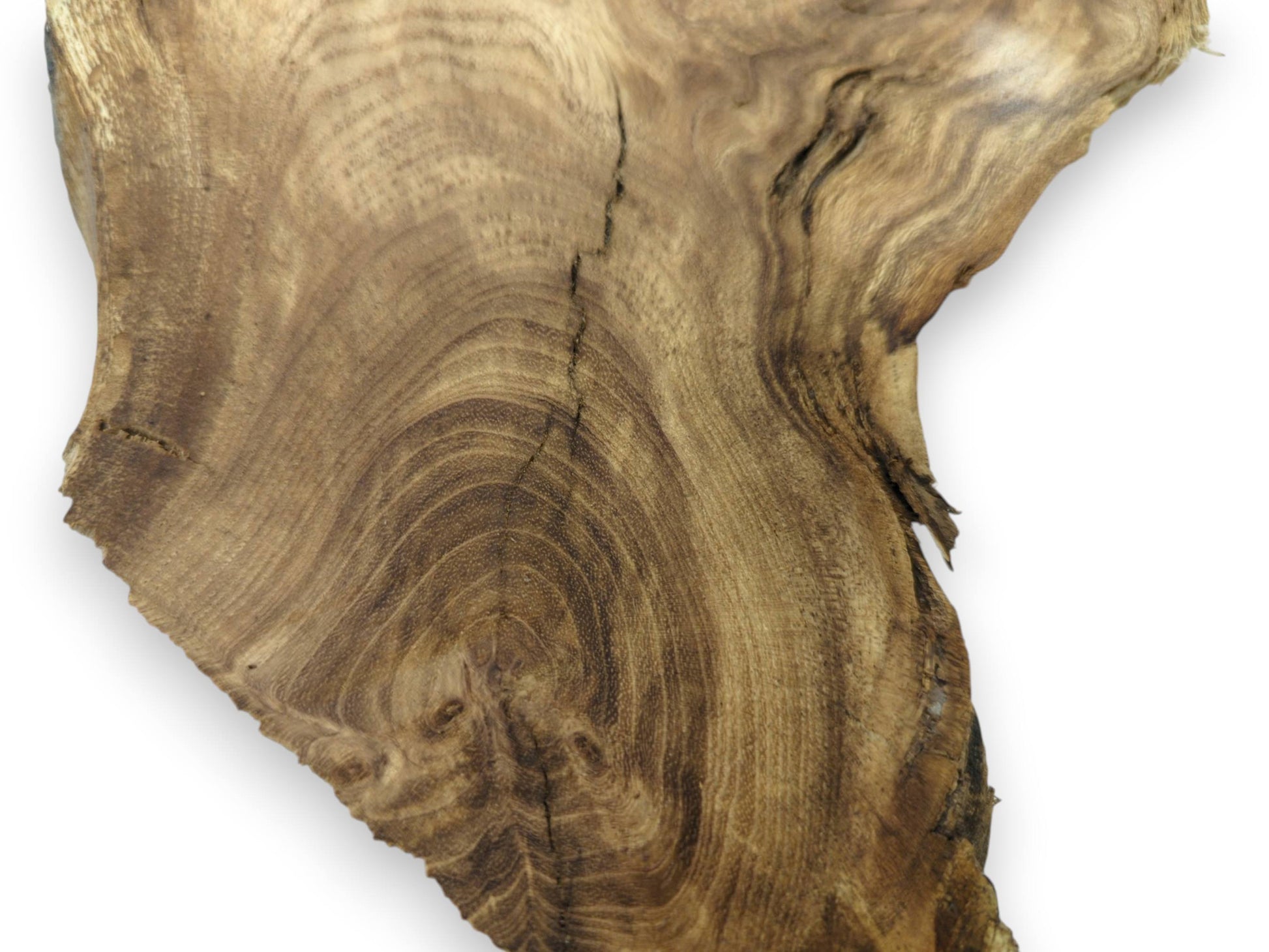 Close-up of a single Japanese Pagoda tree root slice with natural edges and rich grain.