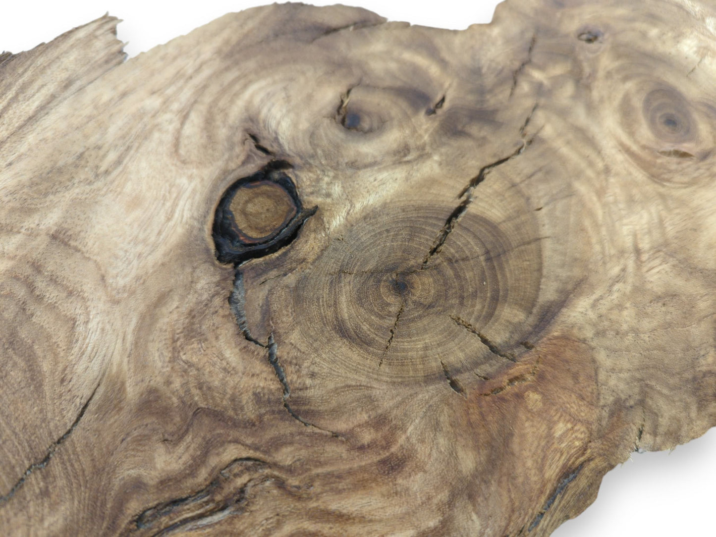 Close-up of a single Japanese Pagoda tree root slice with prominent knots and cracks.