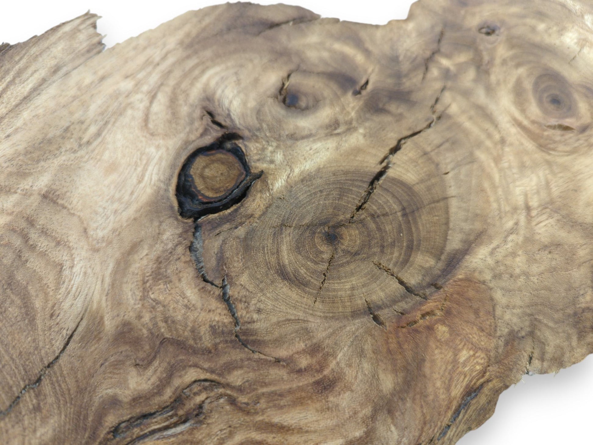 Close-up of a single Japanese Pagoda tree root slice with prominent knots and cracks.