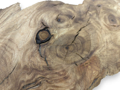 Close-up of a single Japanese Pagoda tree root slice with prominent knots and cracks.
