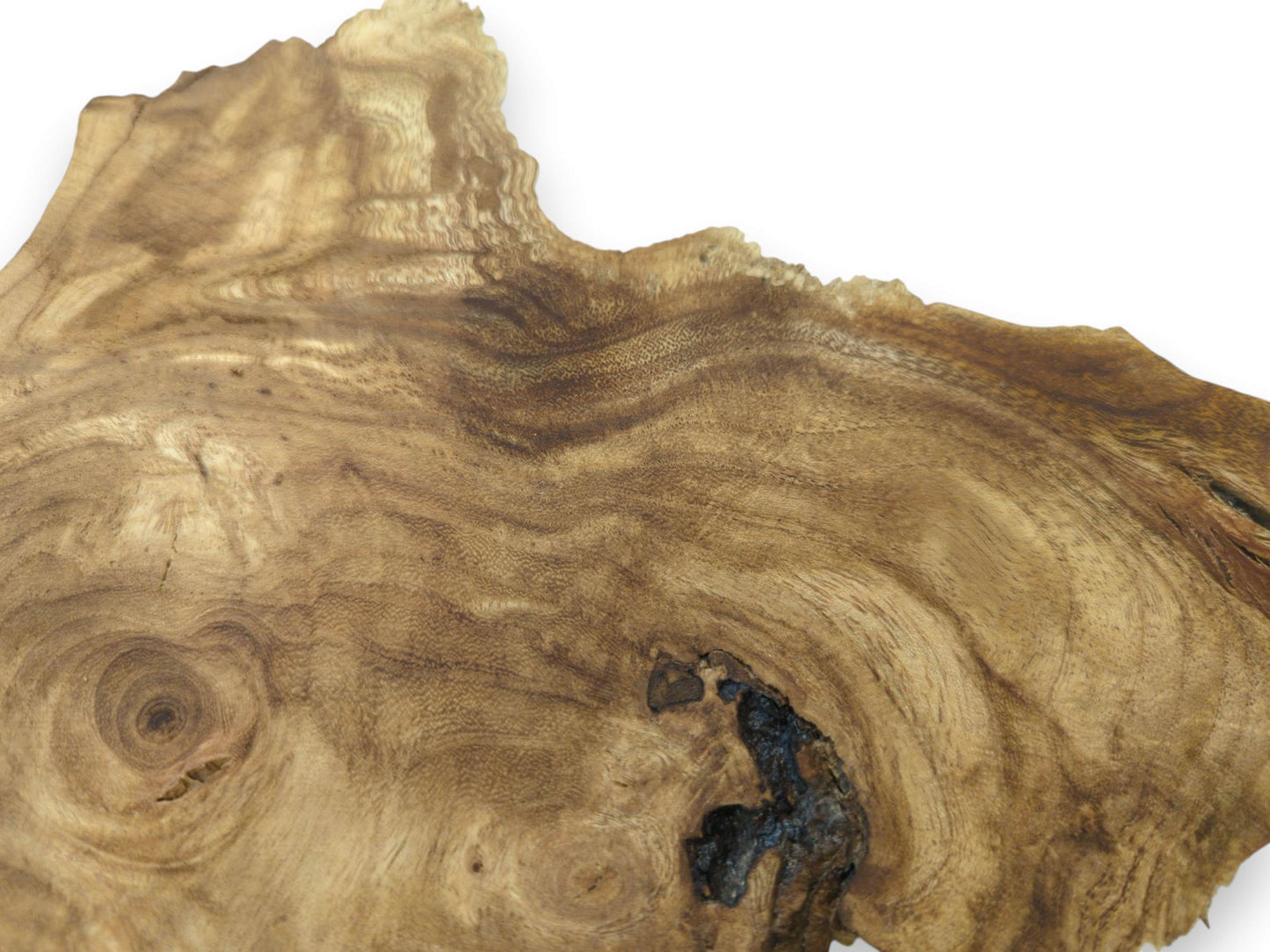 Close-up of a Japanese Pagoda tree root slice with natural edges and rich, swirling grain.