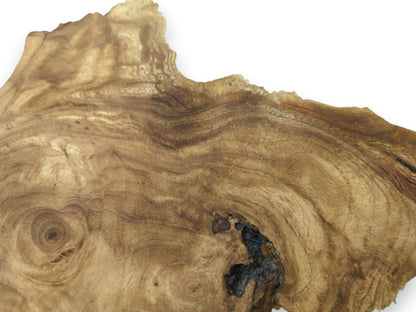 Close-up of a Japanese Pagoda tree root slice with natural edges and rich, swirling grain.