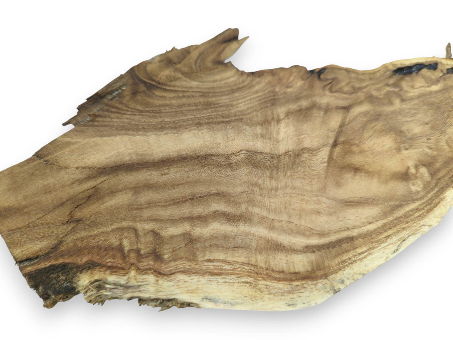A single Japanese Pagoda tree root slice with natural live edges and swirling grain patterns.