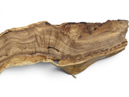 A single Japanese Pagoda tree root slice with natural live edges and swirling grain patterns.