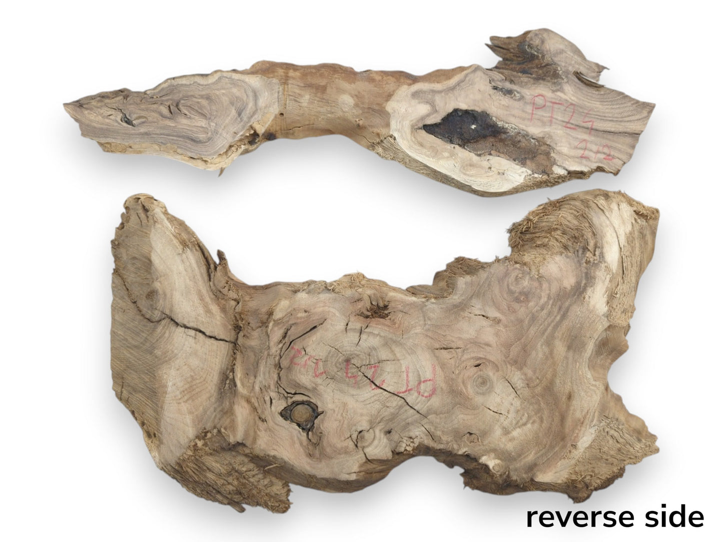 Two untreated Japanese Pagoda tree root slices with natural edges, rich grain, and visible cracks.