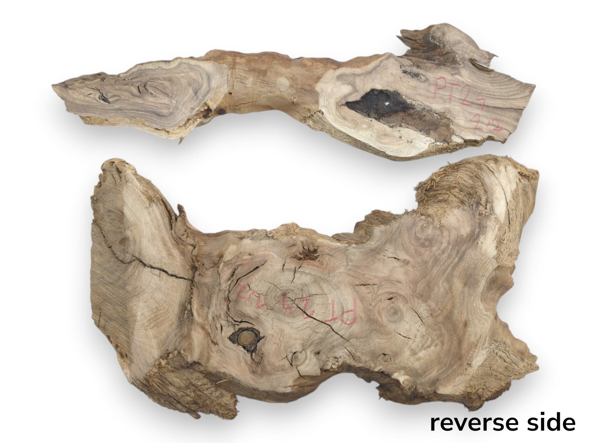 Two untreated Japanese Pagoda tree root slices with natural edges, rich grain, and visible cracks.